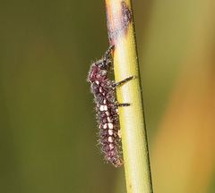 Micraspis flavovittata