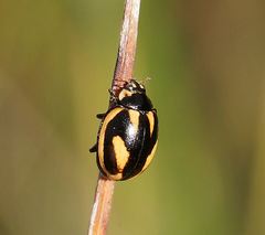 Micraspis flavovittata