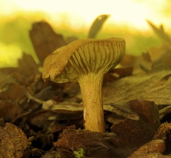 Phylloporus pelletieri