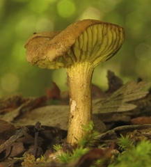 Phylloporus pelletieri