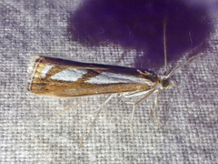 Catoptria latiradiellus