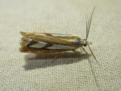 Catoptria latiradiellus