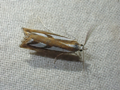 Catoptria latiradiellus