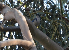 Aphelocoma insularis