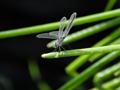 Micrathyria schumanni