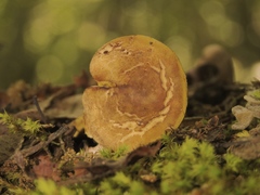 Phylloporus pelletieri