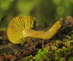 Phylloporus pelletieri