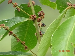 Bridelia retusa