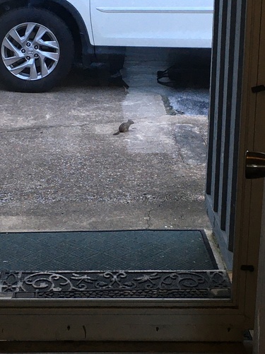 Eastern Chipmunk photographed in Tennessee