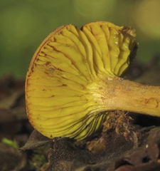 Phylloporus pelletieri
