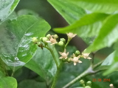 Cipadessa baccifera