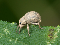 Pseudocneorhinus bifasciatus