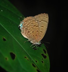Arhopala sublustris ridleyi