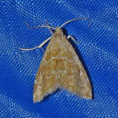 Glaphyria glaphyralis