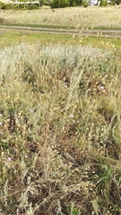 Centaurea pseudomaculosa