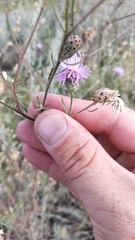 Centaurea pseudomaculosa