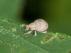 Pseudocneorhinus bifasciatus