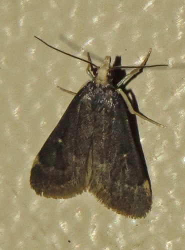 Loxostegopsis curialis