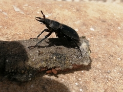 Lucanus barbarossa