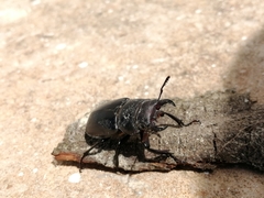 Lucanus barbarossa