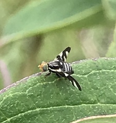 Rhagoletis cornivora