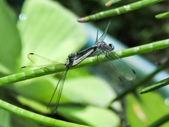 Micrathyria schumanni