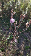 Centaurea pseudomaculosa
