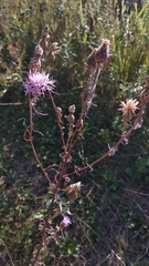 Centaurea pseudomaculosa
