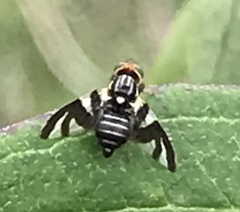 Rhagoletis cornivora