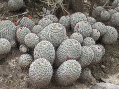Mammillaria haageana meissneri