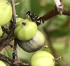 Rhagoletis cornivora