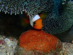 Amphiprion polymnus
