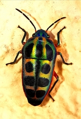 Calidea dregii