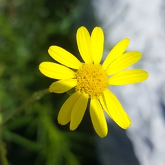 Senecio inaequidens