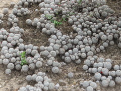 Mammillaria haageana meissneri