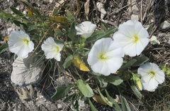 Convolvulus lineatus
