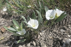 Convolvulus lineatus