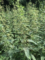 Urtica dioica