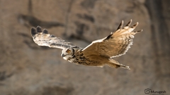 Bubo bengalensis