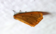 Setina irrorella