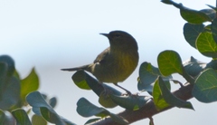 Leiothlypis celata sordida