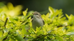 Phylloscopus trochiloides