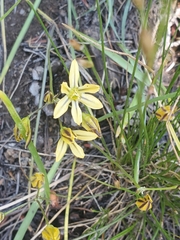 Triteleia dudleyi