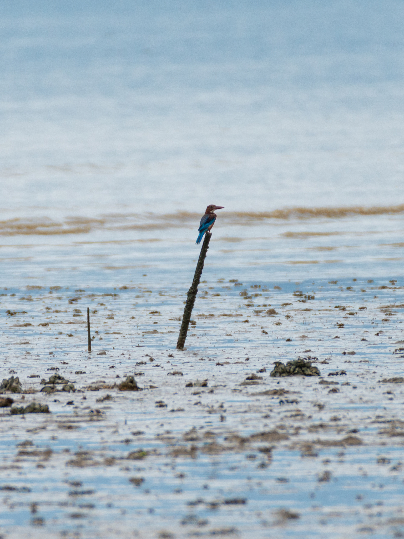 White-throated Kingfisher