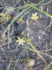 Triteleia dudleyi