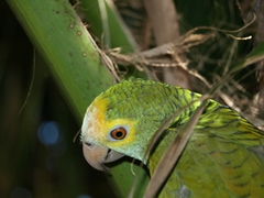 Amazona barbadensis