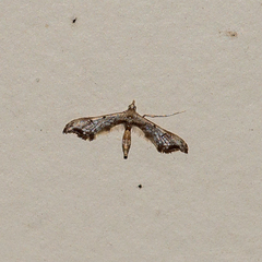 Euthrausta phoenicea