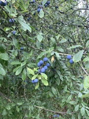 Prunus spinosa