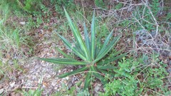 Agave univittata