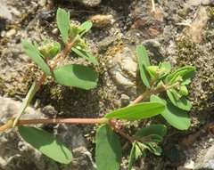 Euphorbia glyptosperma